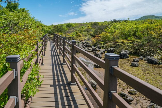 Foto passagem de madeira vazia por árvores no parque nacional de hallasan