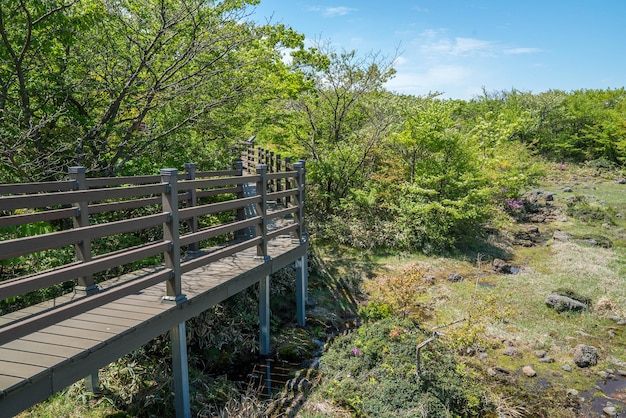 Foto passagem de madeira vazia por árvores no parque nacional de hallasan