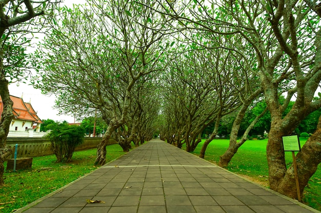 Passagem no túnel da árvore.