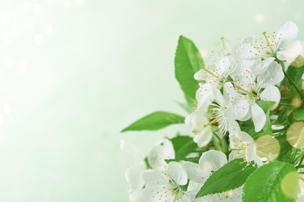 Passah blüht weiße Apfel- oder Kirschblüte auf grünem Hintergrund Glücklicher Passah-Hintergrund Frühling Ostern Hintergrund Weltumwelttag Ostern Geburtstag Frauentag Feiertag Topview Mock up