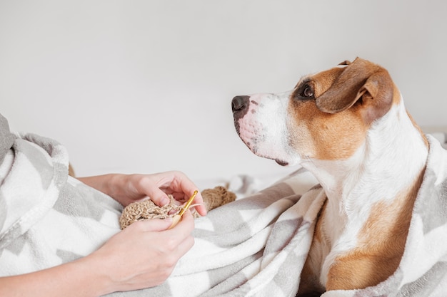 Passar um tempo na cama e fazer tricô, preguiçoso conceito aconchegante de dormir. Pessoa do sexo feminino deita na cama com um cachorro fofo e gosta de seu hobby