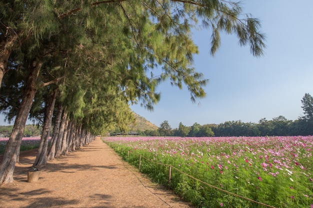 passarela com pinheiros e campo cosmos