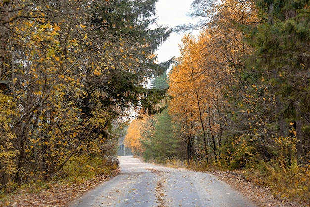 Passarela de estrada de asfalto sem pessoas em uma floresta de outono