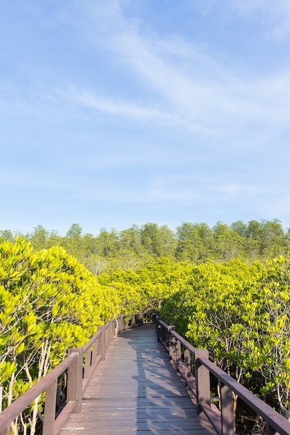 Passarela de ponte em manguezais.