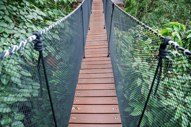 Passarela na árvore ou ponte sobre a árvore.