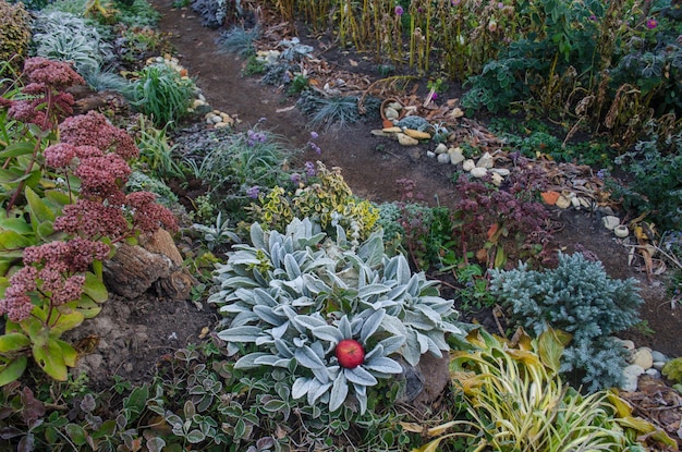 Passarela no jardim de outono Plantas de outono coloridas em um belo jardim Outono perene com lindas flores