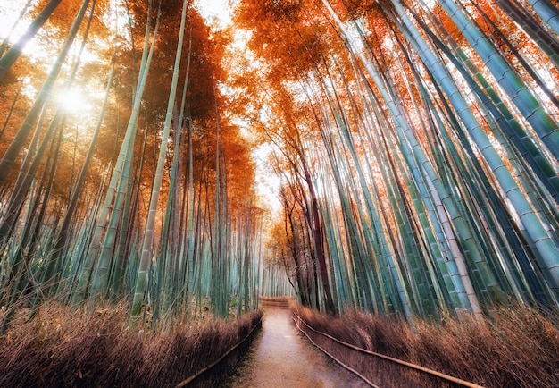 Passarela no outono floresta de bambu sombrio com luz solar em arashiyama