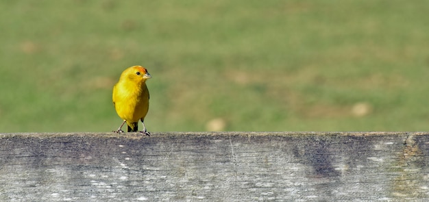 Passarinho amarelo açafrão na cerca da fazenda