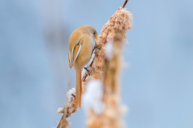 Passarinho bonitinho Teta barbuda Fêmea Reedling barbudo Panurus biarmicus