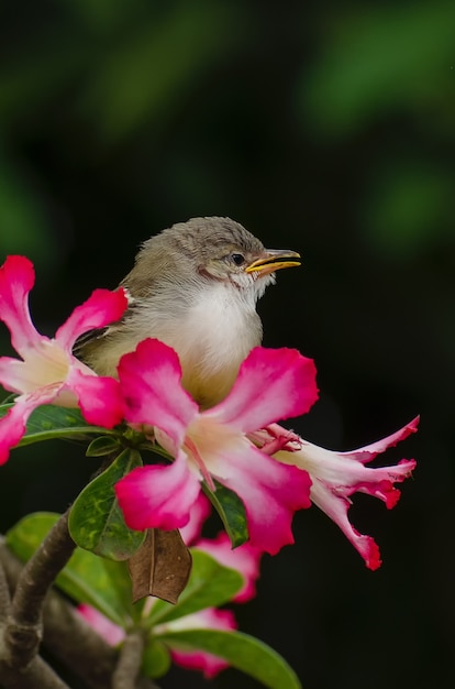 Passarinho cantando empoleirado em uma flor