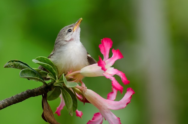 passarinho cantando empoleirado em uma flor