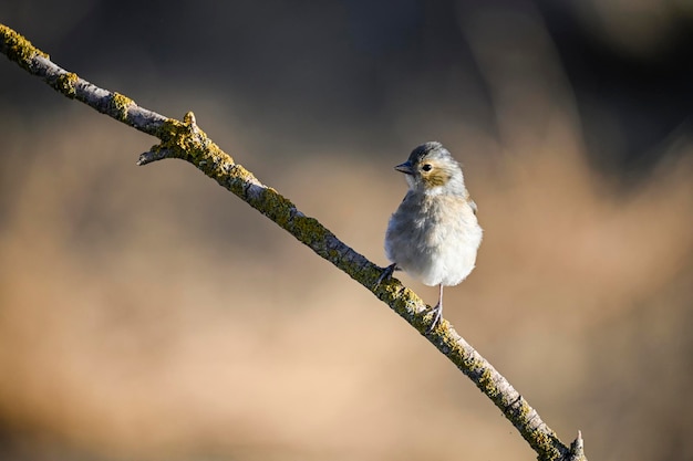 Passarinho comum ou Fringilla coelebs Passeriformes pequenos