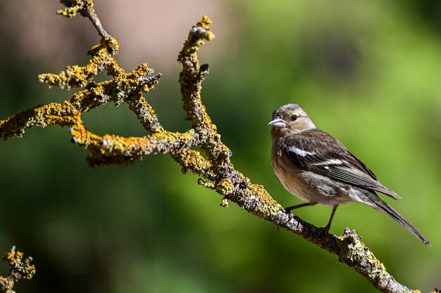 Passarinho comum ou Fringilla coelebs Passeriformes pequenos