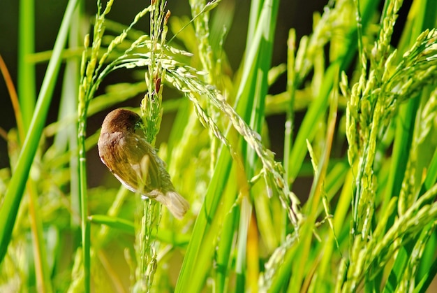 Passarinho no campo de arroz