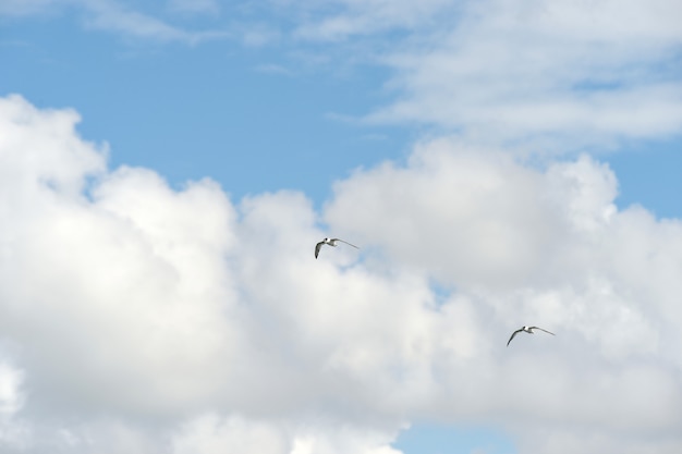 Passarinho no céu