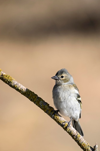 Passarinho ou Fringilla coelebs Pequeno pássaro passeriforme