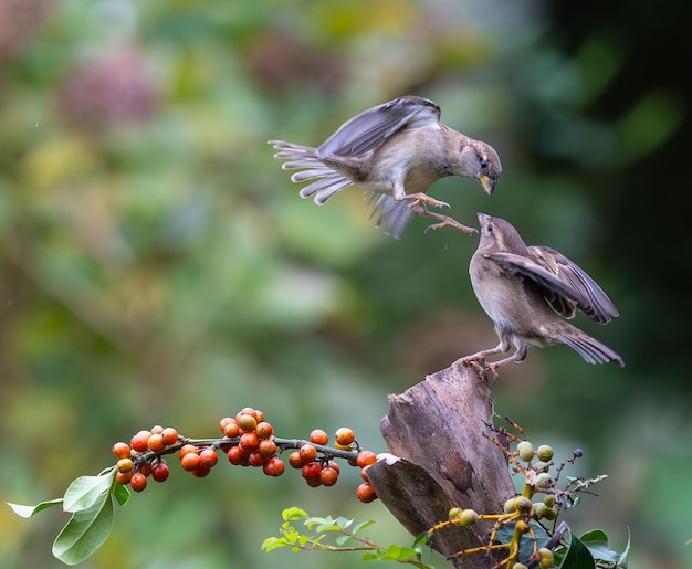 Foto passarinhos com acrobacias incomuns lutam e voam competindo por comida e território