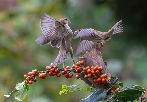 Passarinhos com acrobacias incomuns lutam e voam competindo por comida e território