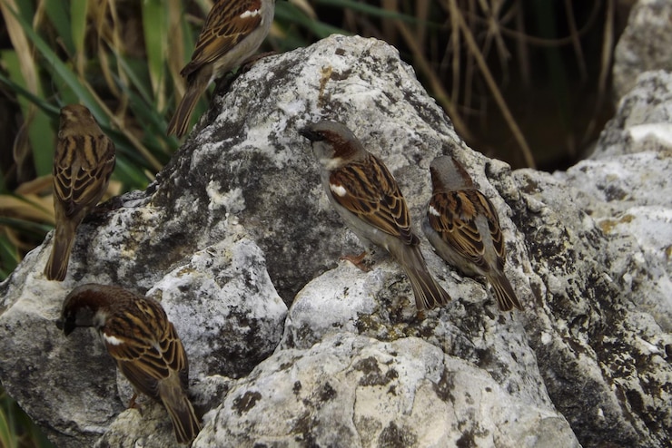 Foto passarinhos empoleirados em rochas