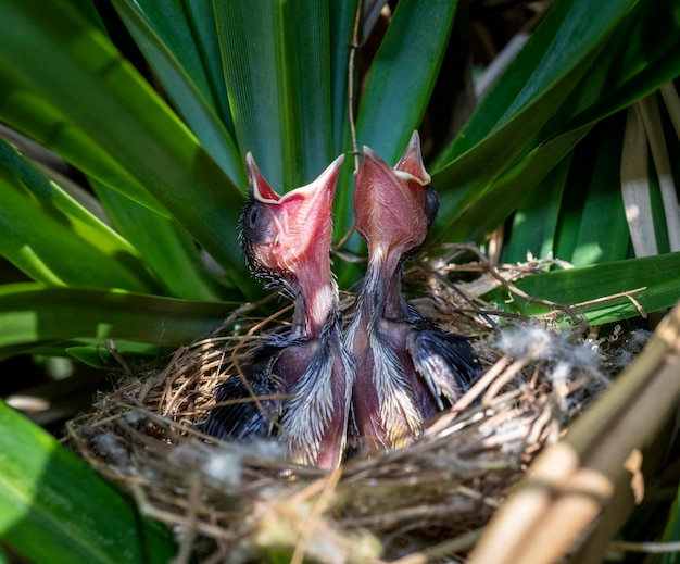 Passarinhos - filhotes de Bulbul de ventilação amarela