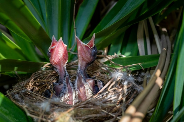 Passarinhos - filhotes de Bulbul de ventilação amarela