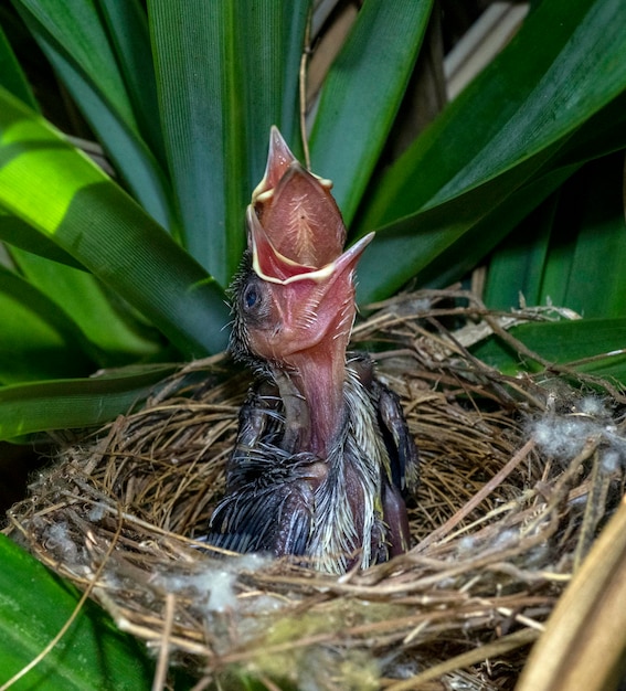 Passarinhos - filhotes de Bulbul de ventilação amarela