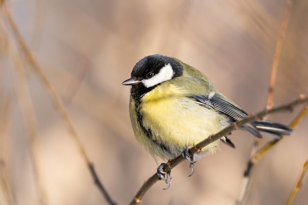 Pássaro amarelo brilhante grande tit Parus major sentado na grama do outono no chão e observando seus arredores