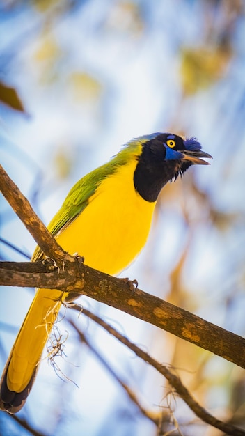 pássaro amarelo e azul em um galho