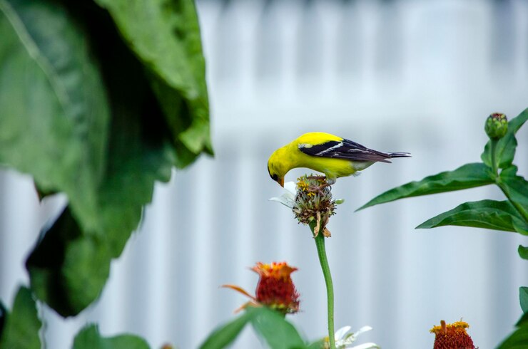 Foto pássaro amarelo empoleirado no caule da flor.