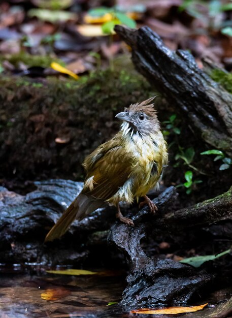 Pássaro amarelo empoleirar-se no galho