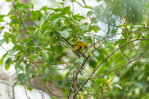 Pássaro (amarelo-naped oriole, oriolus chinensi) amarelo no cimo de uma árvore em uma natureza selvagem