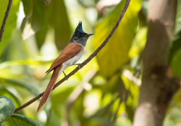 Foto pássaro apanhador de moscas do paraíso na floresta