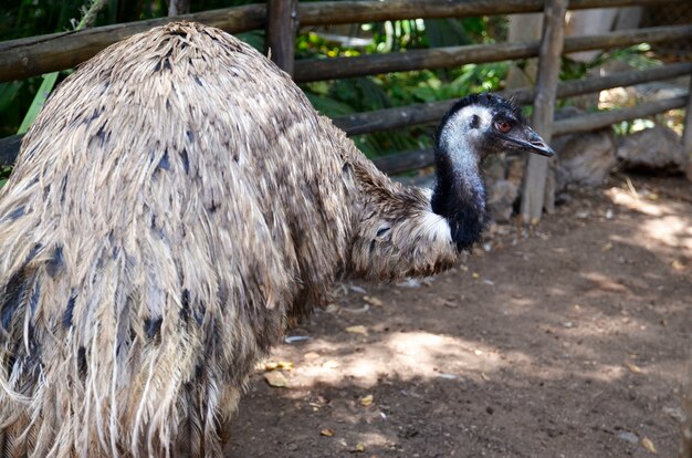 Pássaro australiano do Emu (Dromaius novaehollandiae) que anda no conceito dos animais de Zoo.Wildlife. Foco seletivo.