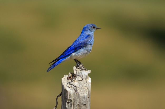 Pássaro azul da montanha empoleirar-se no muro