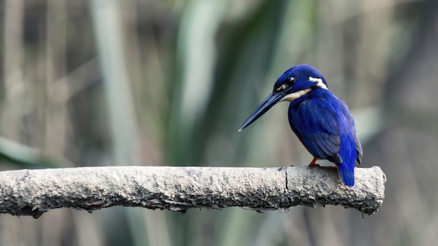 Pássaro azul em um galho na floresta