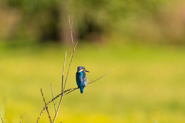 pássaro azul no tronco durante o dia
