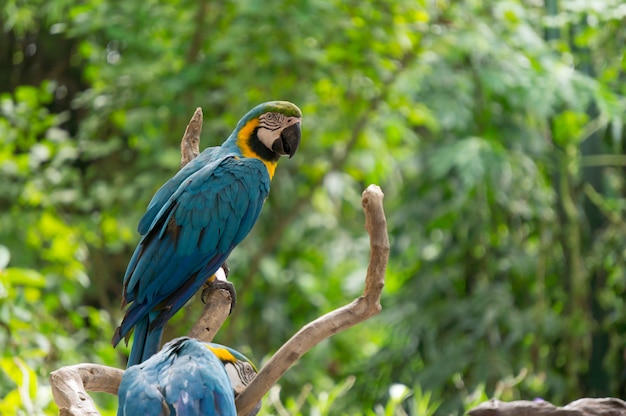 Pássaro azul