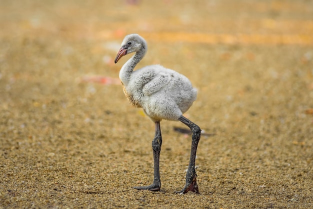 Pássaro bebê do flamingo americano