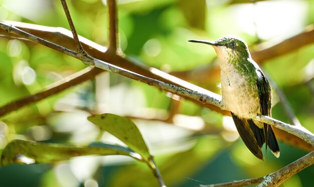 Pássaro beija-flor verde da floresta atlântica brasileira