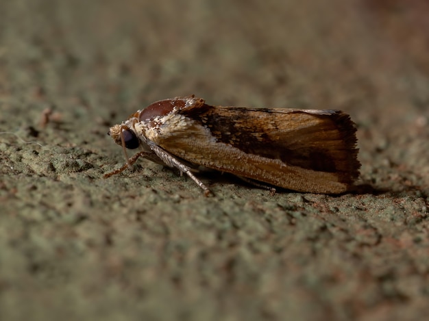 Pássaro bicolor ropping mariposa da espécie Ponometia