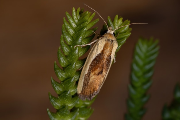 Pássaro bicolor ropping mariposa da espécie Ponometia