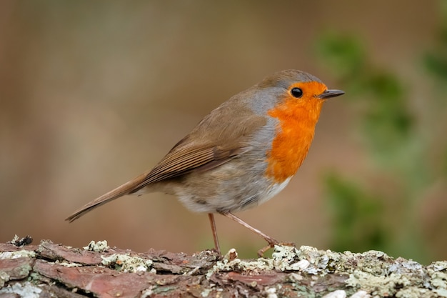 Pássaro bonito com uma bela plumagem laranja vermelha