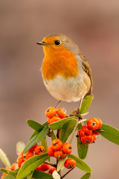 Foto pássaro bonito com uma bela plumagem vermelha