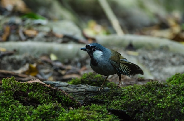 Pássaro bonito preto-throated laughingthrush (Garrulax chinensis) na natureza, Tailândia