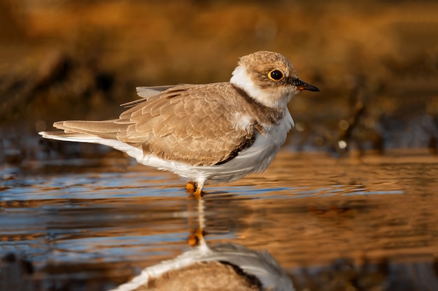 Foto pássaro bonito wader bebendo na água