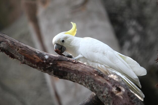 pássaro branco limpo e adorável