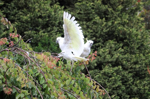 Foto pássaro branco voando contra plantas