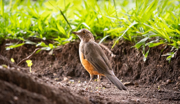 Pássaro brasileiro conhecido como Sabiá no jardim