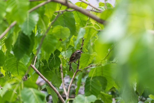 Pássaro (Bulbul amarelo-exalado) na árvore na natureza selvagem