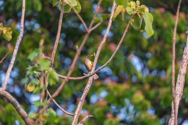 Pássaro (bulbul raia-orelhudo) na árvore na natureza selvagem